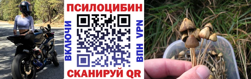 Галлюциногенные грибы Psilocybe  Каневская 